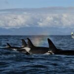orca yang hampir punah