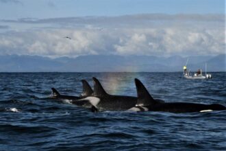 orca yang hampir punah