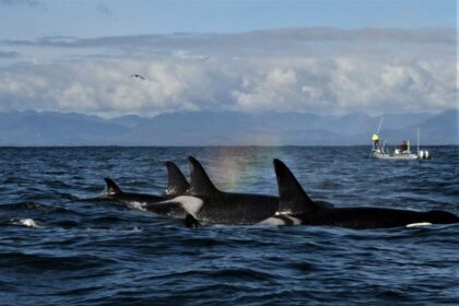 orca yang hampir punah