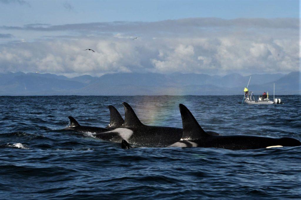 orca yang hampir punah